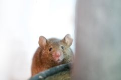 Sisälle päästessään rotat nakertavat kaikkea, myös sähkö- ja vesijohtoja, ja voivat aiheuttaa näin mittavia tuhoja.