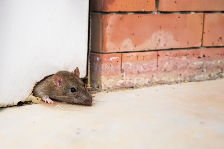 Rotan vahvat hampaat pureutuvat jopa betonin läpi. Ne pääsevät tunkeutumaan sisään myös yllättävän pienistä rakosista.