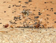 Lutikkatartunta sängynpäädyssä