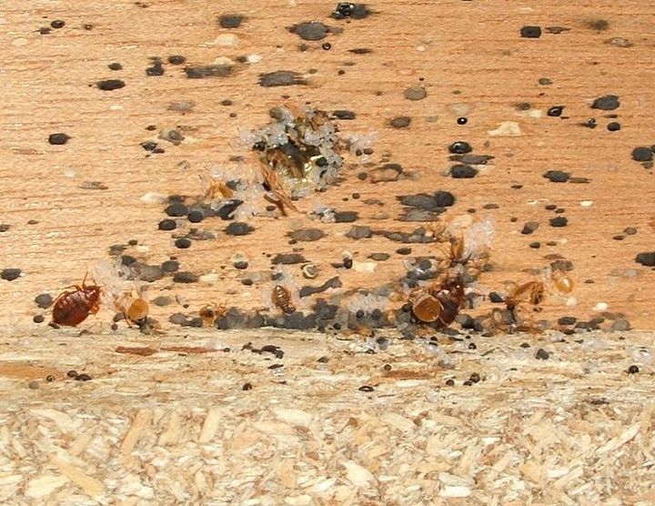 Lutikkatartunta%20s%E4ngynp%E4%E4dyss%E4