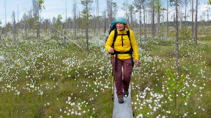 Tupasvillarämeet ovat komeimmillaan keskikesällä. Patvinsuo.