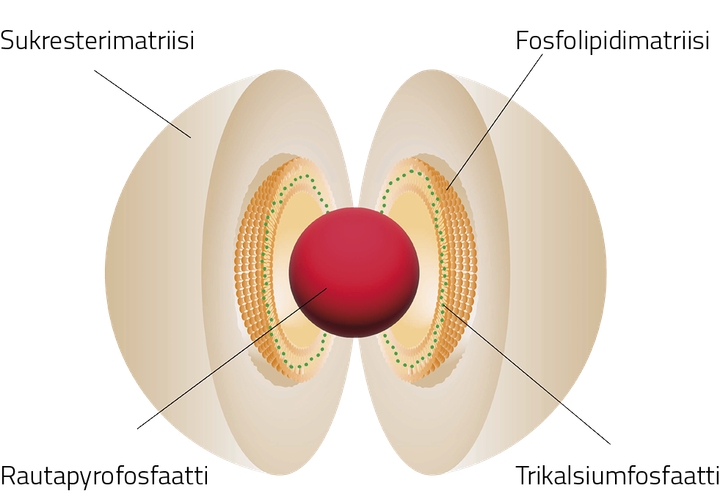 Kaavio sukrosomiaalisen raudan rakenteesta, jossa näytetään keskeinen ydin ja sitä ympäröivät kerrokset.
