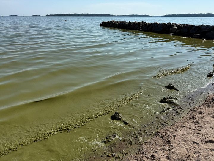 Sinilevää Espoossa 25.7.2025