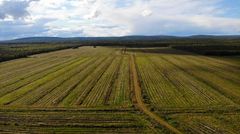 Metsitettävä turvepelto Rovaniemellä