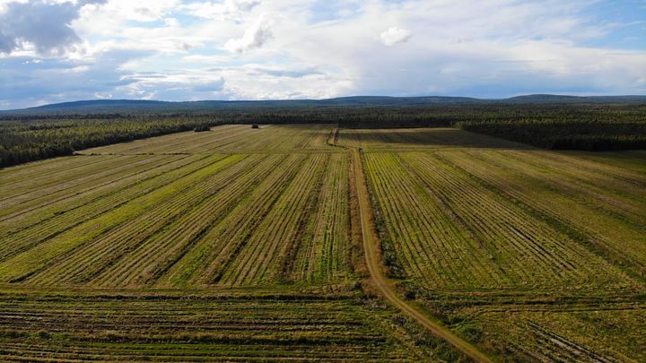 Metsitettävä turvepelto Rovaniemellä