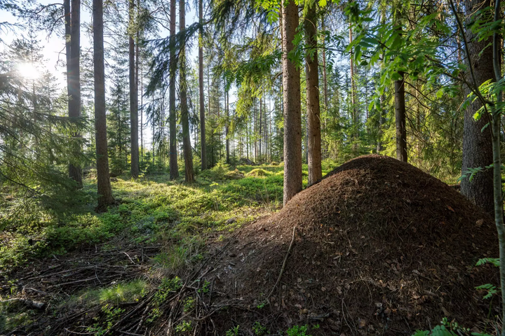 Brysselissä lanseerataan keskiviikkoaamuna merkittävin metsänhoidon uudistus 100 vuoteen, EverCover-metsäsertifikaatti.