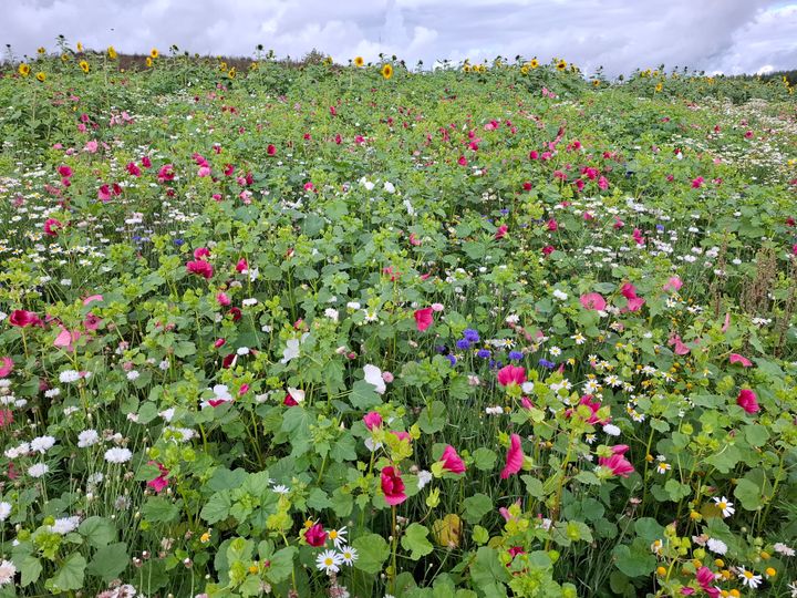 Luonnon uuselinympäristö Kujalan suljetun loppusijoitusalueen rinteessä.
