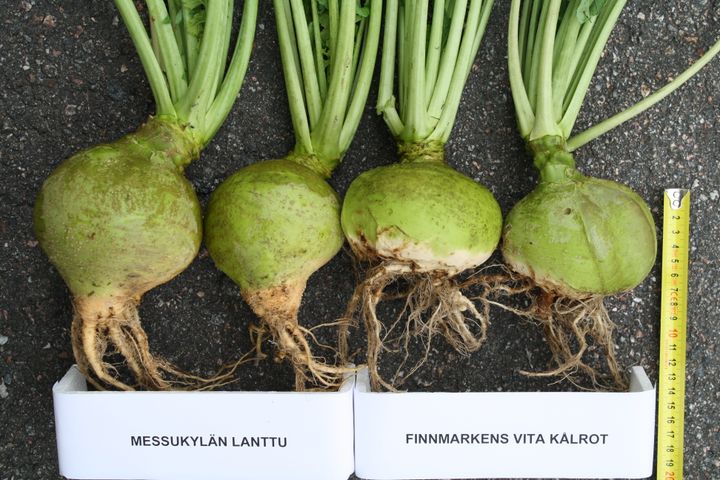 Kuvaaja: Hannu Ahokas