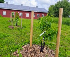 Aprikooseja ja persikoita istutetaan avomaalle Etelä-Suomessa.