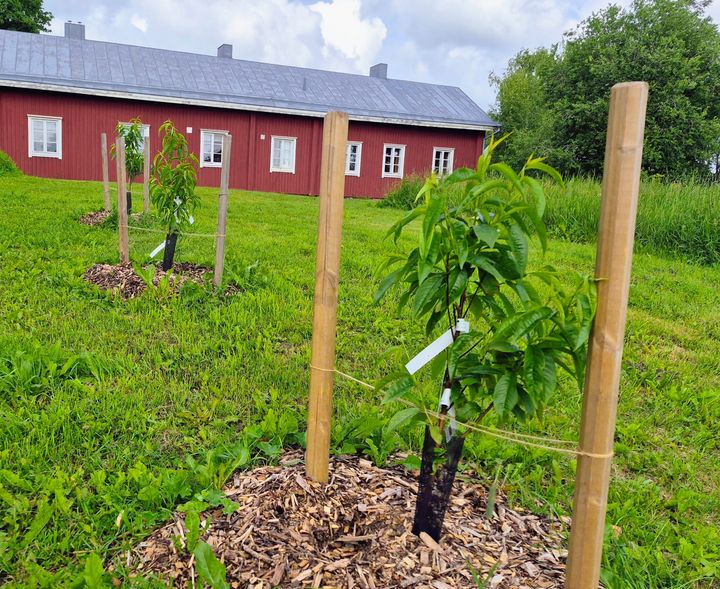 Aprikooseja ja persikoita istutetaan avomaalle Etelä-Suomessa.
