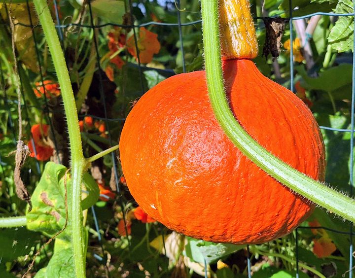 Värikkäät kurpitsat ovat valmistuneet korjattaviksi puutarhoissa;