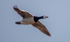 Valkoposkihanhi Parikkalassa 3.5.2025. Kuva: Jari Kontiokorpi / Itä-Suomen elinvoimakeskus.