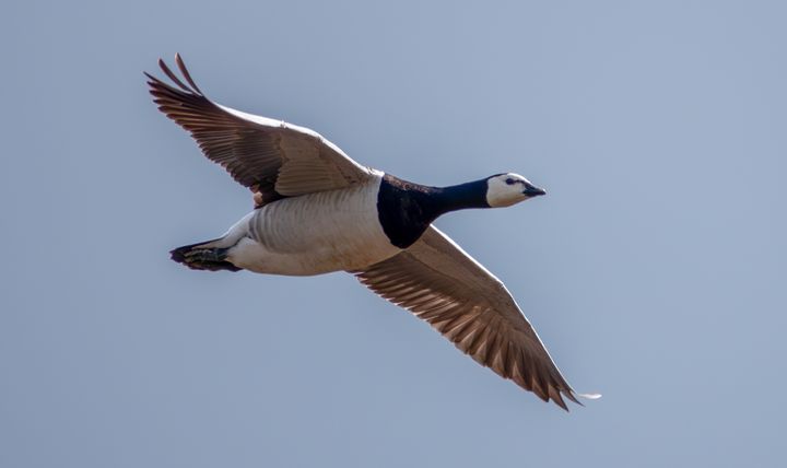 Valkoposkihanhi Parikkalassa 3.5.2025. Kuva: Jari Kontiokorpi / Itä-Suomen elinvoimakeskus.