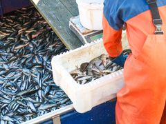 Kalastaja selkäpäin työvaatteissa käsittelee saalistaan.