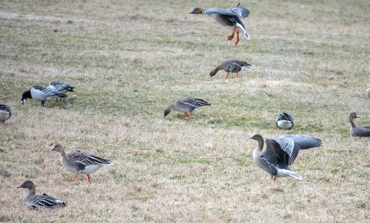Hanhia pellolla syömässä ja levittelemässä siipiään.