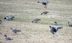 Hanhia pellolla syömässä ja levittelemässä siipiään.