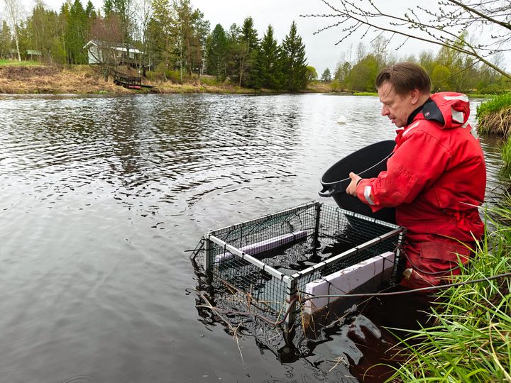 Petri Karppinen släpper ut märkta vandringsyngel av lax vid Lankilankoski i Lappo å.