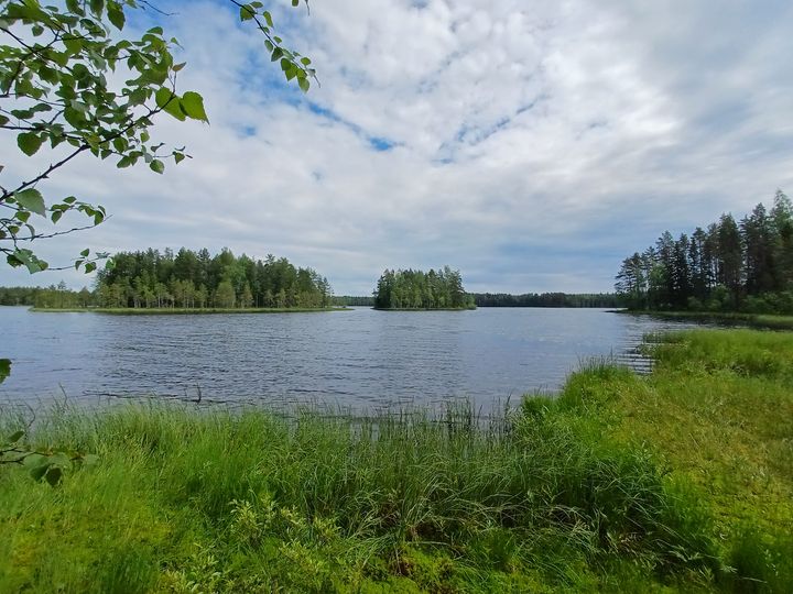 Kesäinen maisema järven rannalta.