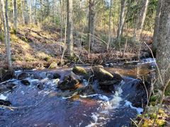 Puro virtaa metsässä.