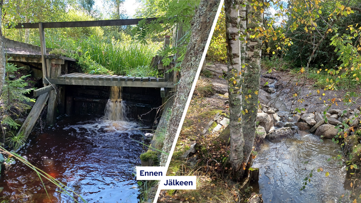 Oriveden Siukolanpuro ennen mittapadon poistamista ja mittapadon poistamisen jälkeen.