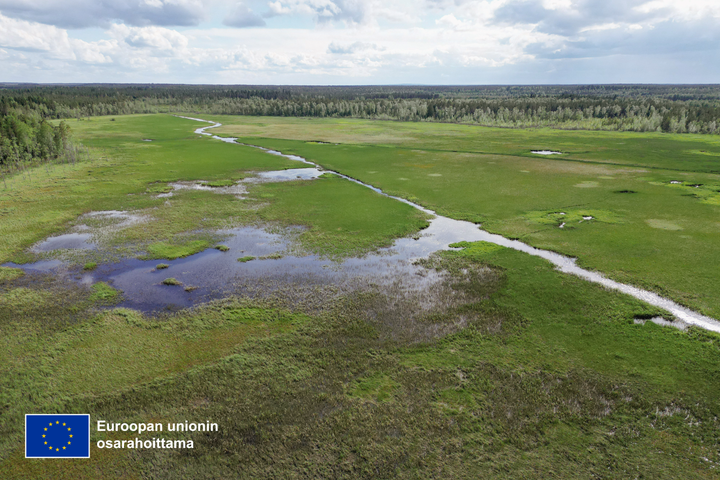 Droonilla otettu ilmakuva rehevöityneestä järvestä.