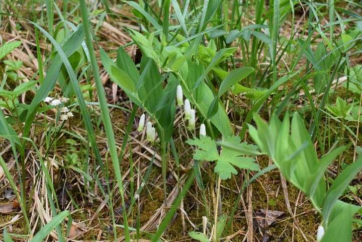 Vaatelias kalliokielo kukassa Tervaruukinsalon Natura-alueella.