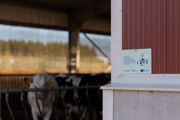 rahoituskyltti, taustalla vasikat.