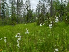 Palomäen rinneletto, Juuka.