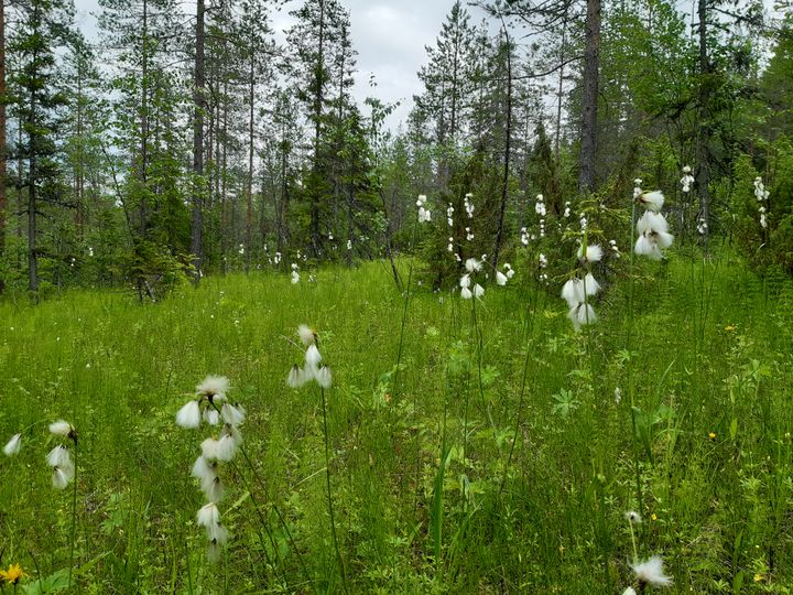 Palomäen rinneletto, Juuka.