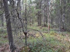 Puustoinen korpisuo.