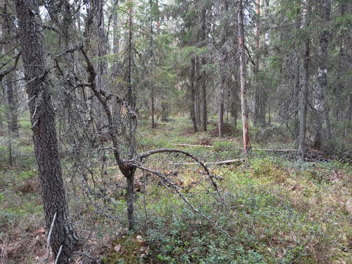 Puustoinen korpisuo.