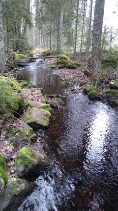 Huhtimäenpuro ennen kunnostusta. Kuva Anni Pylvänäinen