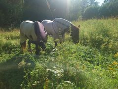 Laiduntajat niityllä. Kuva: Haukkamäen hevostila, Tarja Lahdenperä