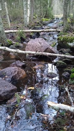 Huhtimäenpuro kunnostuksen jälkeen. Kuva Anni Pylvänäinen