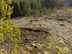 Paljastettua kivennäismaata Kurenvarpaan luonnonsuojelualueen paahderinteessä. Kuva: Vesa Kontio
