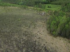 Soita voidaan ennallistaa johtamalla vettä suon ulkopuolelta esimerkiksi metsätalouden mailta. Voimalinjan alla kulkevasta ojasta on kaivettu johdeojat suolle. Kuva: Hanna Alanne