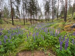 Lupiinin poistoa Suonenjoella. Kuva ennen. Ennen toimenpidettä kangasajuruohokasvustot oli merkitty maastoon, jotta ne eivät vahingoittuisi operaatiossa. Kuva: Antje Moraal