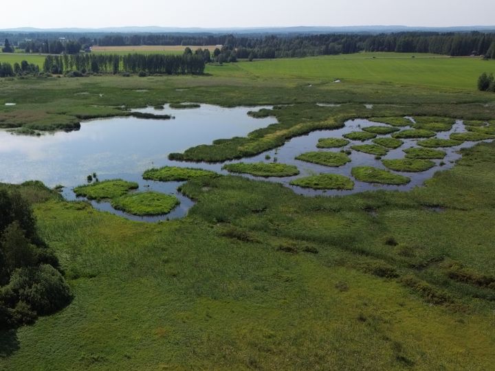 Maaningalla pesimäsaarten säännöllisillä niitoilla houkutellaan lokkiyhdyskuntia. Avoin rantaluhta kuvan taka-alalla parantaa myös vesilintujen pesimäympäristöä. Kuva: Roosa Pesonen