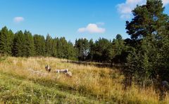 Lampaat pääsivät juhannuksena aloittamaan hoitotyön. Aiemmin nautakarja on pitänyt tämän maiseman avoimena. Kuva: Sanni Virtanen