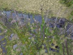 Ryhäsensuon letolla vesi nousi nopeasti, mikä vaikeutti kaivinkoneen työskentelyä. Kuva: Hanna Alanne