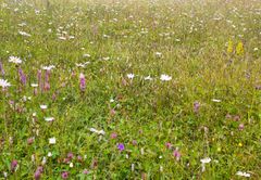 Iisalmessa niittojen tavoitteena oli muodostaa mosaiikkimaista kasvillisuutta sekä lisätä avovesialaa, ja siten kasvattaa uposvesikasvien määrää suhteessa ilmaversoiseen kasvillisuuteen. Kuva: Roosa Pesonen