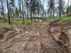 Lupiinin poistoa Suonenjoella. Kuva ennen. Ennen toimenpidettä kangasajuruohokasvustot oli merkitty maastoon, jotta ne eivät vahingoittuisi operaatiossa. Kuva: Antje Moraal