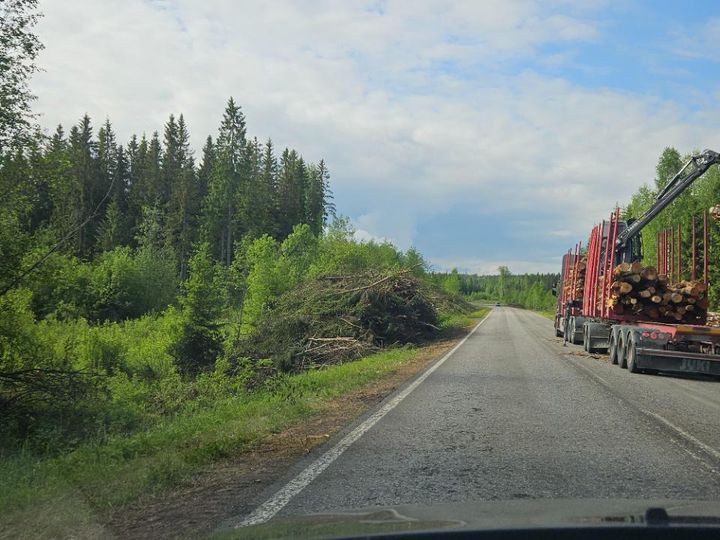 Puustoa kerätään rekan kyytiin maantien varrelta.