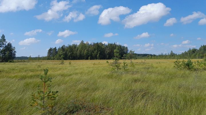 Suomaisema sinisen taivaan alla Kajasuolla, metsän reunustama avara alue.