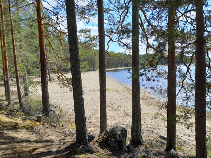 Mäntyjen reunustama hiekkaranta järven äärellä kirkkaana päivänä.