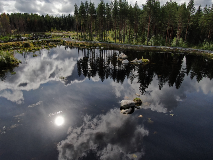 Aurinko heijastuu peilityynen metsälammen pinnasta kesäpäivänä, taustalla metsää.