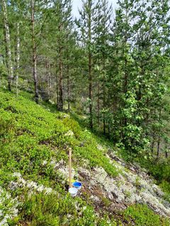 Maljapyydys metsän rinnemaastossa, ympärillä puita ja aluskasvillisuutta.