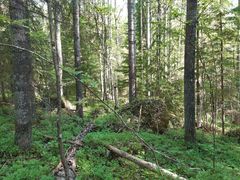 metsää