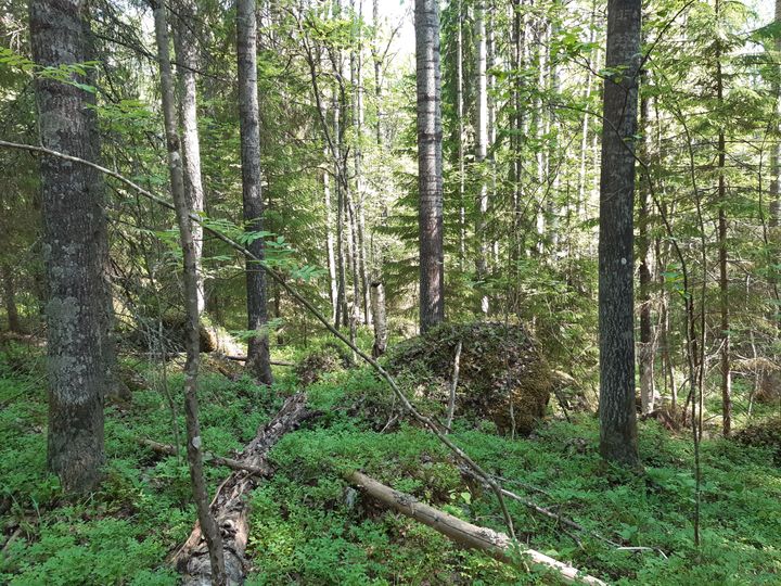 metsää