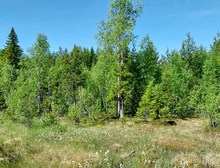 Kesäinen metsämaisema, jossa on vihreitä lehtipuita ja heinikkoa sekä sininen taivas taustalla.
